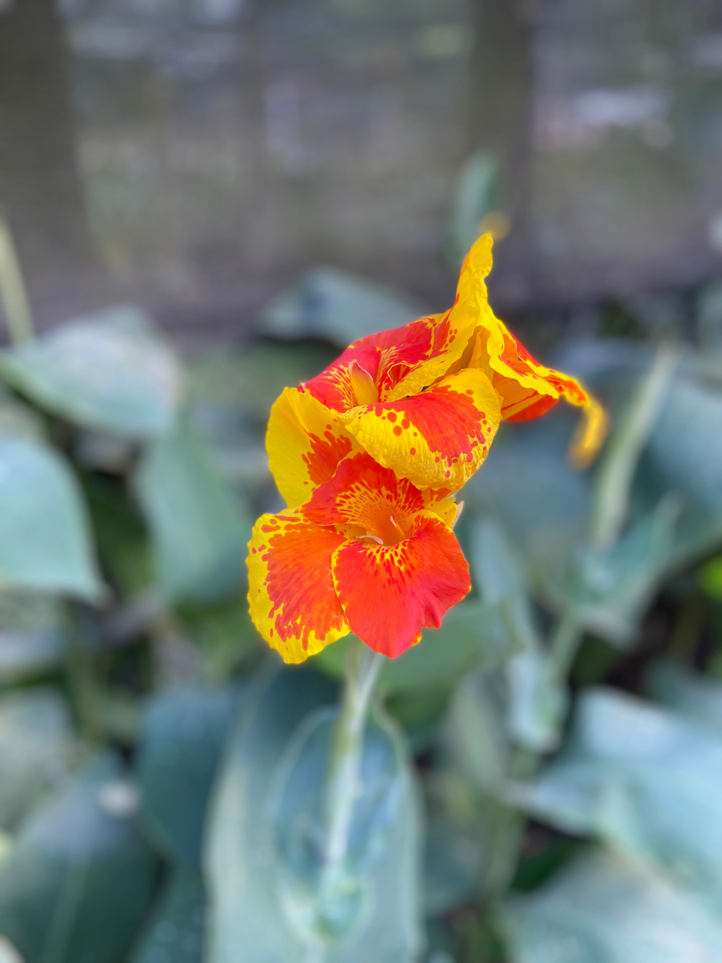 Orange and yellow canna lily in bloom against soft green foliage